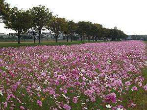 �����_����R�X���X���i�S�N�j�ʐ^�W�ɍ̗p�j